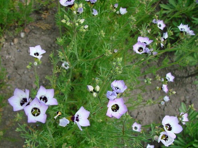 Gilia tricolor