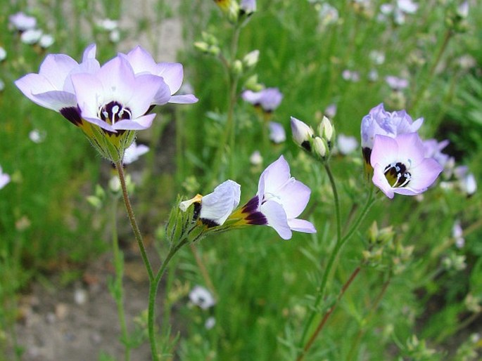 Gilia tricolor