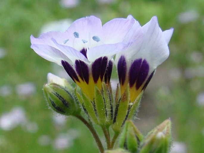 Gilia tricolor