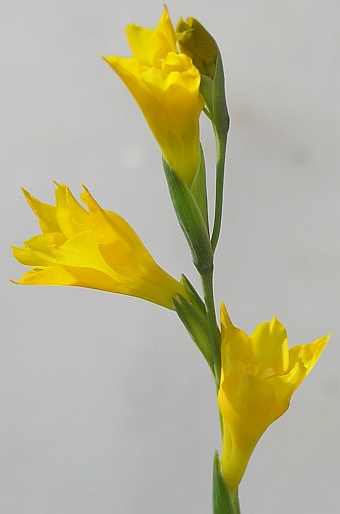 Gladiolus aureus