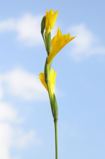 Gladiolus aureus