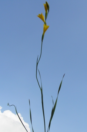 Gladiolus aureus