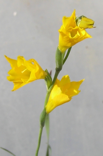 Gladiolus aureus