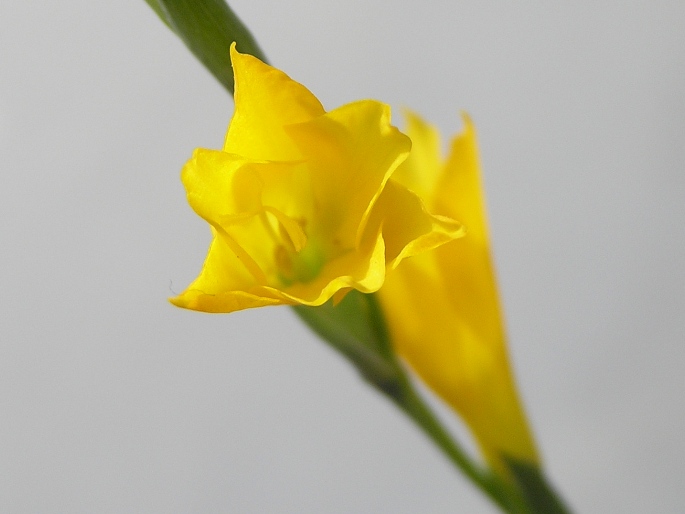 Gladiolus aureus