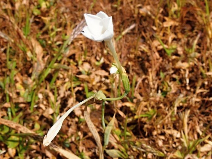 Gladiolus candidus