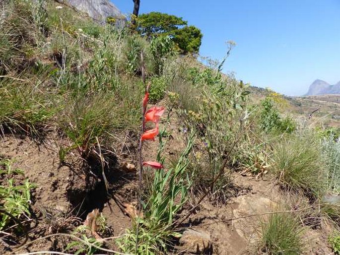 Gladiolus melleri