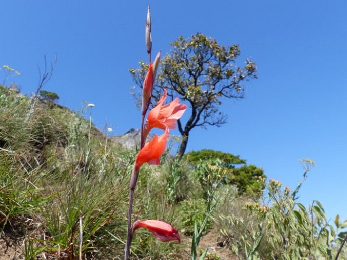 Gladiolus melleri