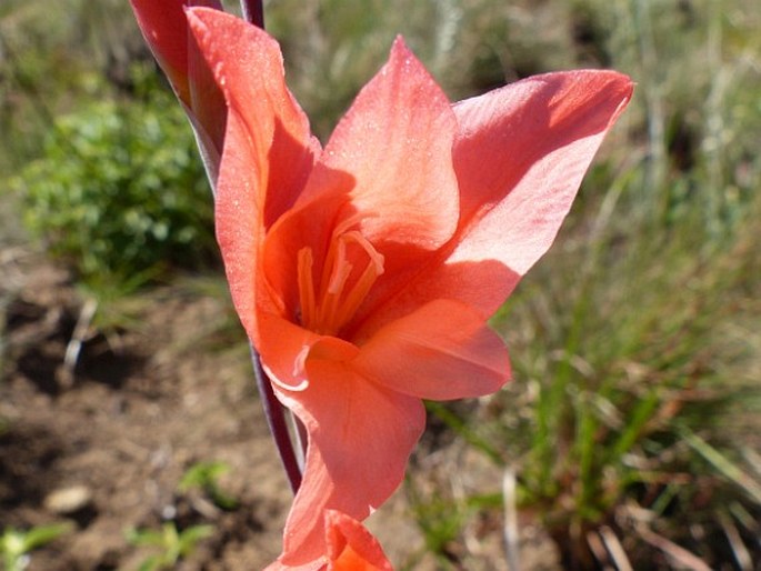 Gladiolus melleri