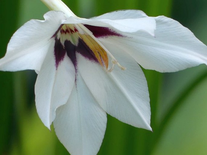 Gladiolus murielae