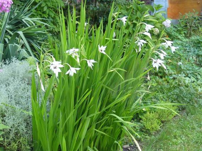 Gladiolus murielae