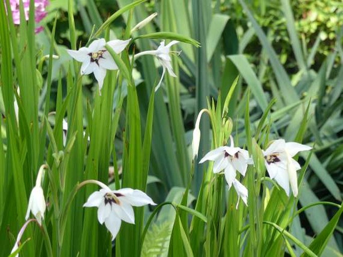 Gladiolus murielae