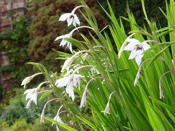 Gladiolus murielae