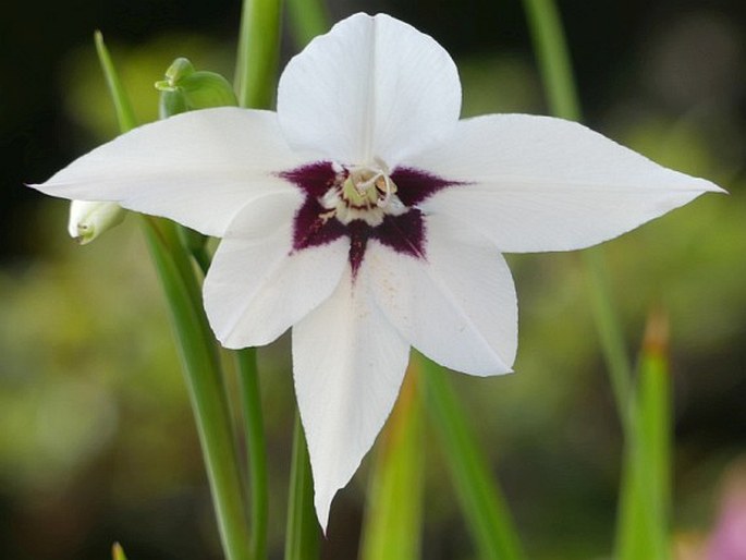 Gladiolus murielae