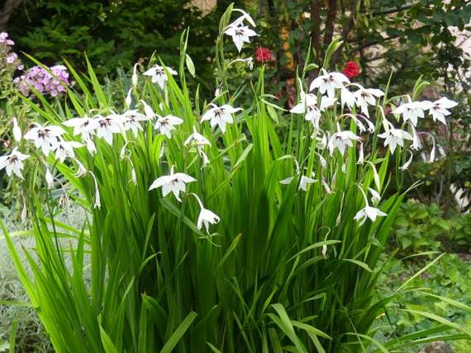 Gladiolus murielae