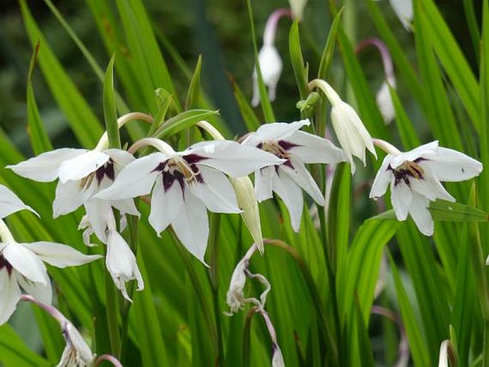 GLADIOLUS MURIELAE Kelway