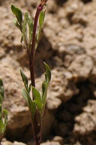 Glandularia araucana