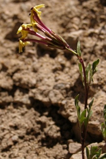 Glandularia araucana