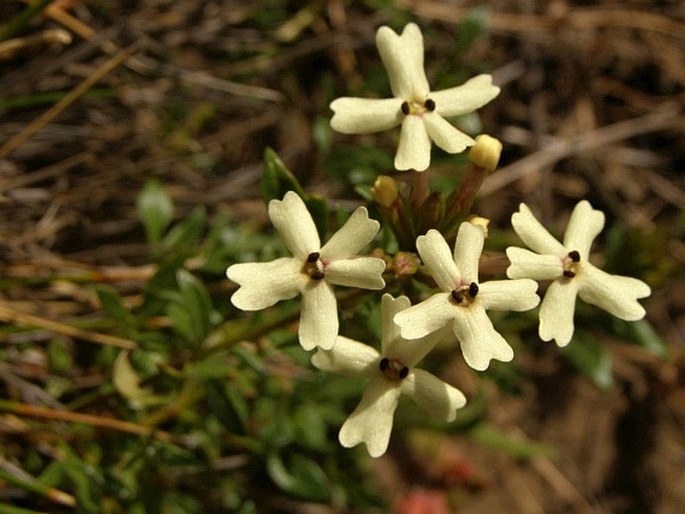 Glandularia araucana