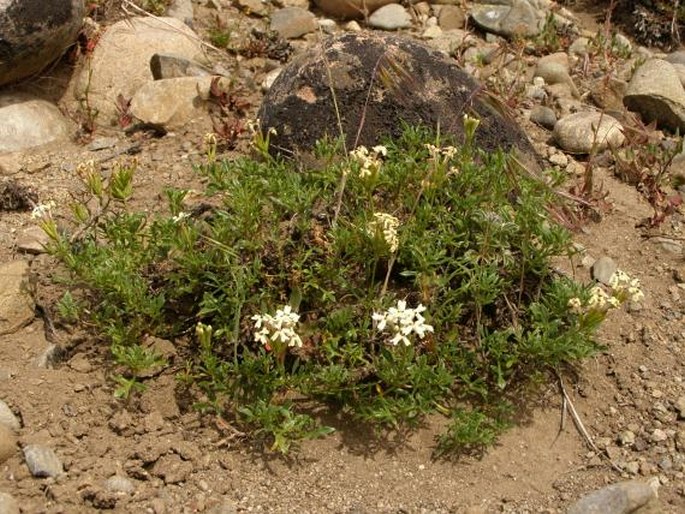 Glandularia araucana