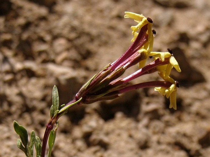 GLANDULARIA ARAUCANA (Phil.) Botta