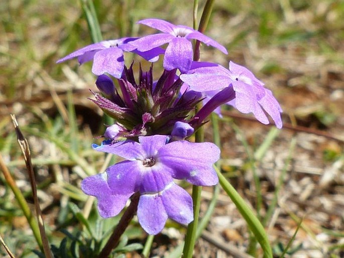 Glandularia aristigera