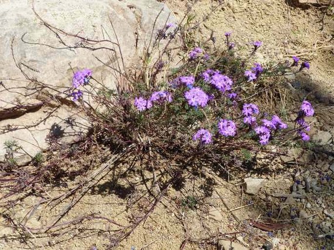 Glandularia aristigera