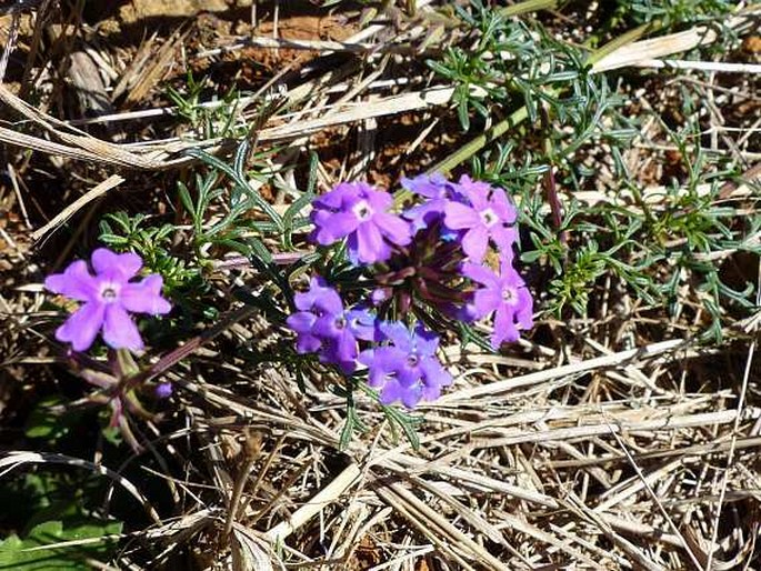 Glandularia aristigera