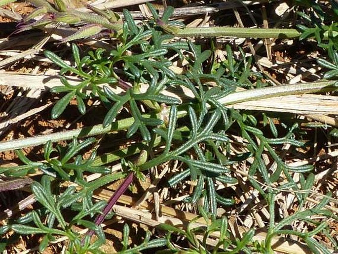 Glandularia aristigera