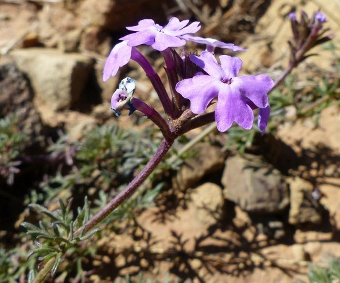 GLANDULARIA ARISTIGERA (S. Moore) Tronc.