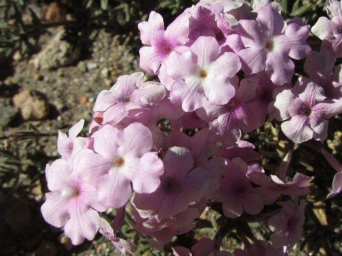 GLANDULARIA GYNOBASIS  (Wedd.) N. OLeary et P. Peralta