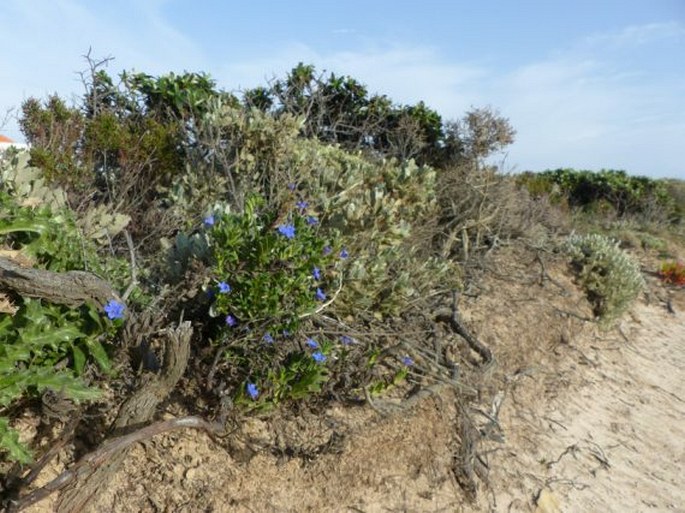 Glandora prostrata