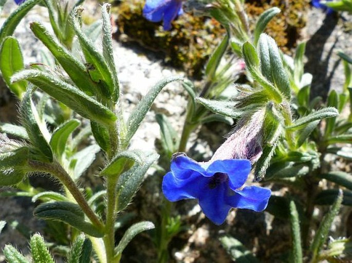 Glandora prostrata