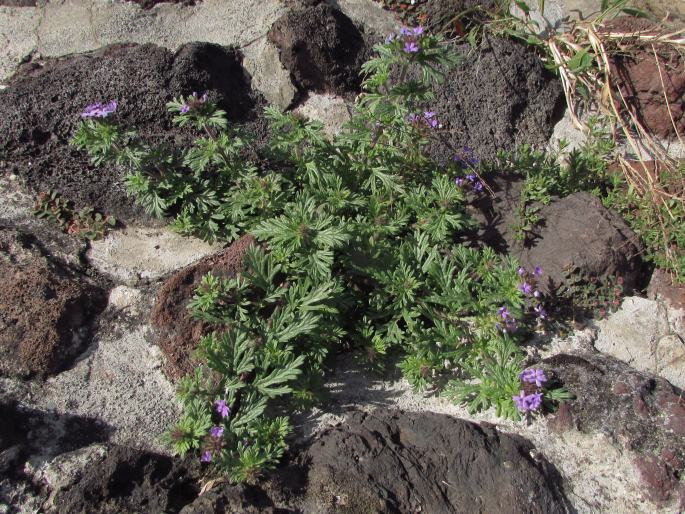 Glandularia bipinnatifida