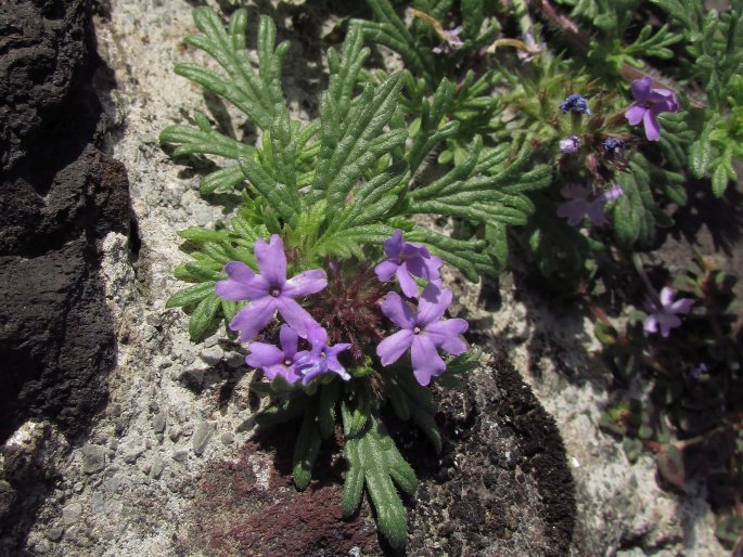 GLANDULARIA BIPINNATIFIDA (Schauer) Nutt.