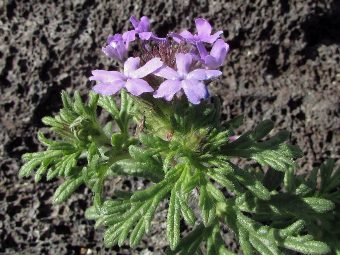 Glandularia bipinnatifida