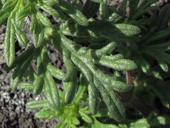 Glandularia bipinnatifida