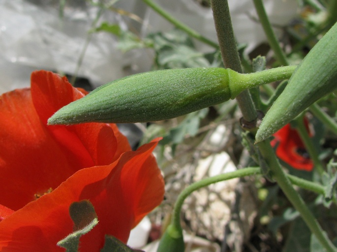 Glaucium grandiflorum