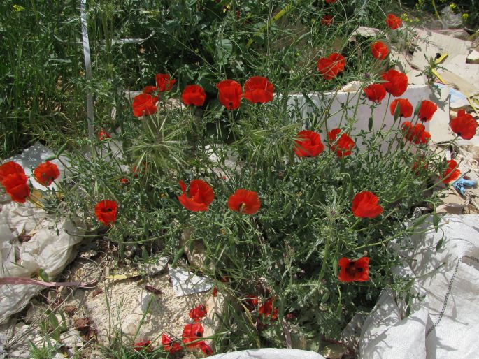 Glaucium grandiflorum