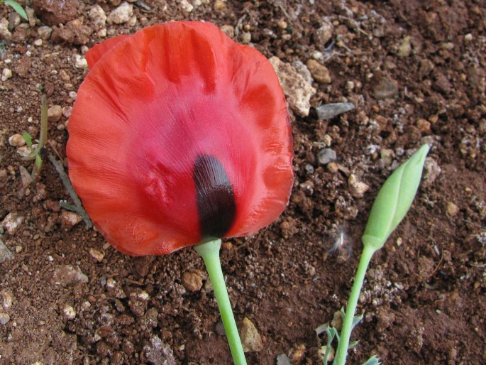 Glaucium grandiflorum