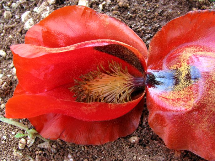 Glaucium grandiflorum