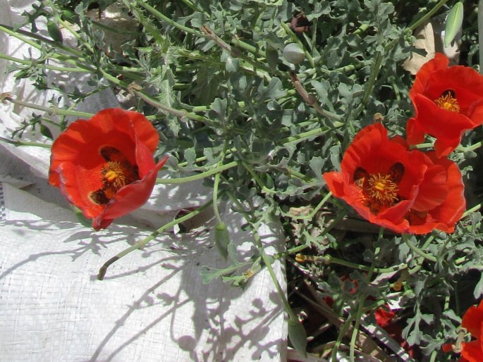 Glaucium grandiflorum