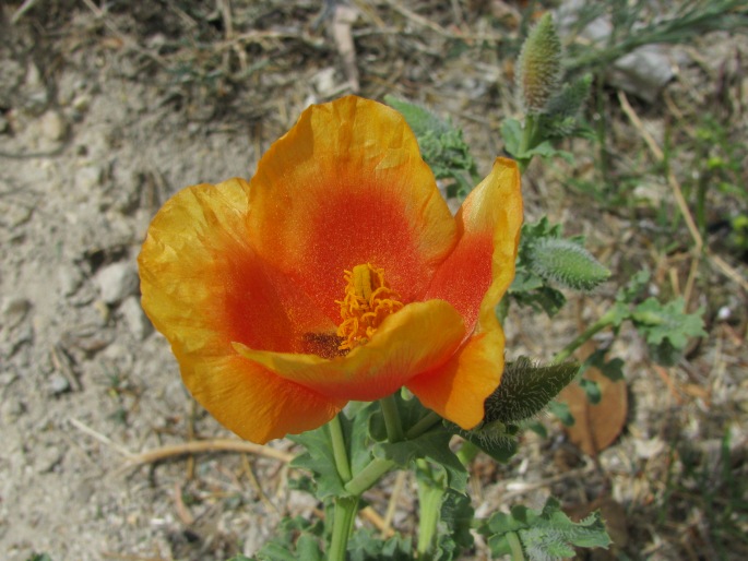 Glaucium leiocarpum