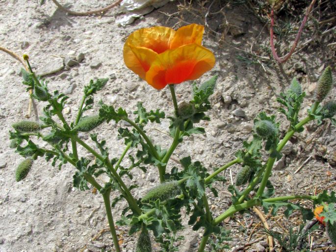 Glaucium leiocarpum