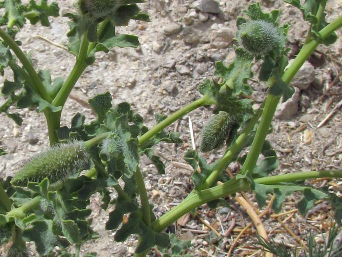 Glaucium leiocarpum