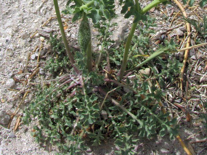 Glaucium leiocarpum