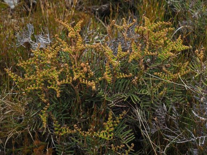 Gleichenia alpina