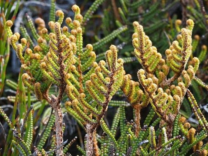 Gleichenia alpina