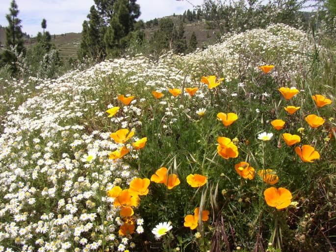 Glebionis coronaria var. discolor