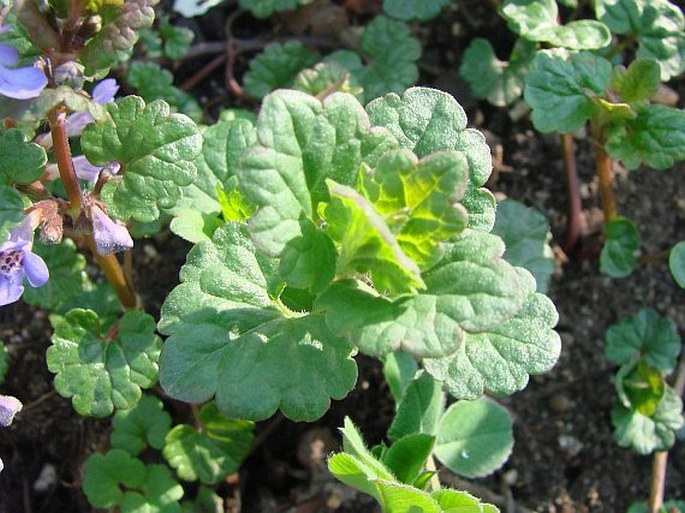 Glechoma hederacea