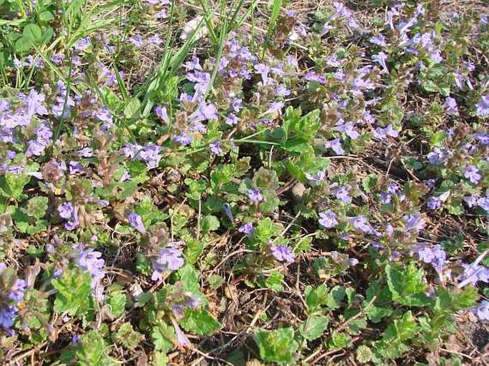 Glechoma hederacea